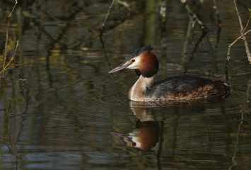 	 A stunning Great-crested Grebe (Podiceps cristatus) swimming in a river.	