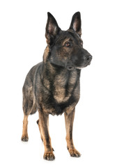 gray german shepherd