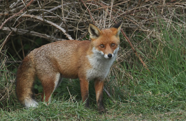 A magnificent Red Fox (Vulpes vulpes) searching for food to eat at the edge of shrubland.	
