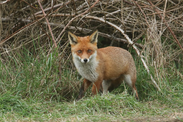 A magnificent Red Fox (Vulpes vulpes) searching for food to eat at the edge of shrubland.	