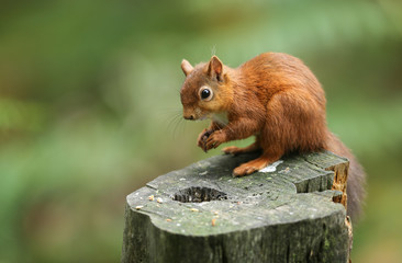 A stunning Red Squirrel (Sciurus vulgaris) sitting on a log in woodland.	