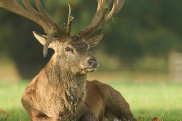 A large Red Deer (Cervus elaphus) resting in a meadow during rutting season.	