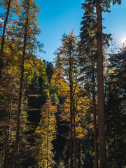 Tall colorful yellow and green autumn trees growing in mountain forest on bright sunny day with blue sky