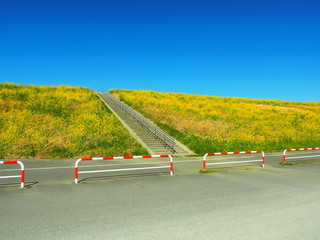 サイクリング道路と石段と菜の花風景