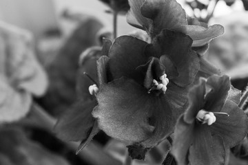 Close-up image of beautiful garden flower