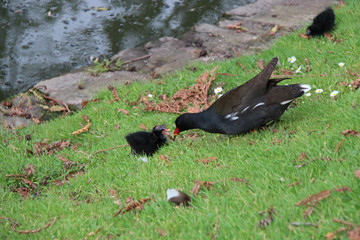 Moorhens 