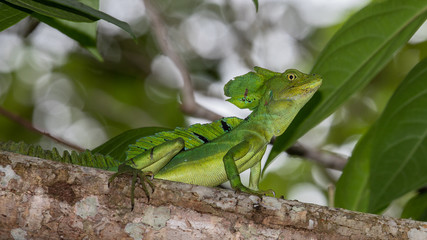 Green Basilic (Jesus Christ lizard) in Cahuita national park, Costa Rica