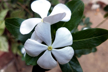 Fototapeta na wymiar Beauty of White Bottom Flowers