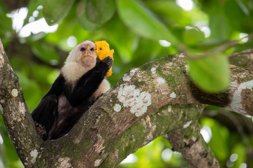 Capuchin monkeys eating in the Cahuita rainforest