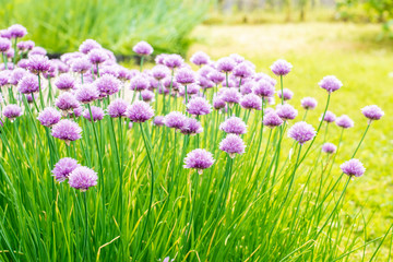 Onion blooming on garden bed in summer
