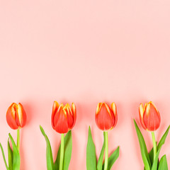 Red tulips flowers on pink background