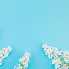 Blue background with white lilac flowers