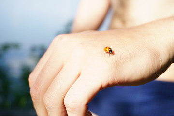 ladybug on a hand