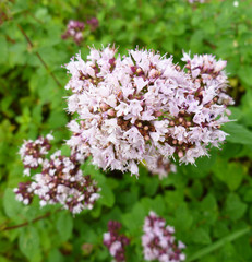 Purple flower of common oregano herb (origanum vulgare), wild plant marjoram flowers on green leaves background. Close up, selective focus.