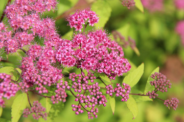 In a park in Brittany (France)