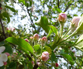 Apple tree twig with flowers and leaves on garden background. Spring blossom: branch of a blossoming apple tree.