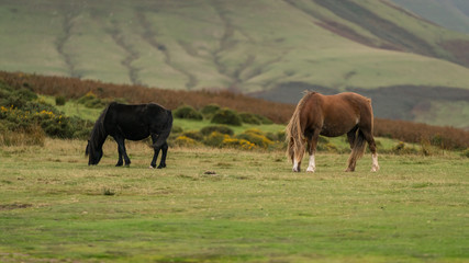 Wild horses near Hay Bluff and Twmpa in the Black Mountains, Wales, UK