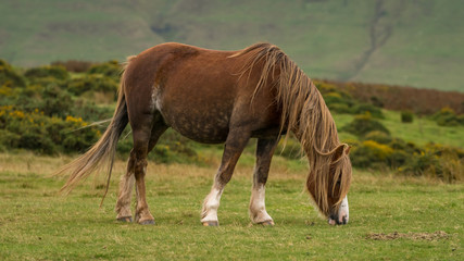A wild horse grazing near Hay Bluff and Twmpa in the Black Mountains, Wales, UK
