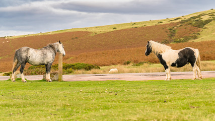 Wild horses near Hay Bluff and Twmpa in the Black Mountains, Wales, UK