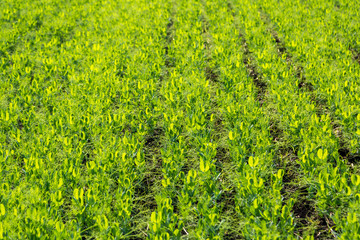 Pea field. Lush, bush