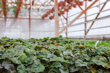 seeding in greenhouse. seeding plants greenhouse. seeding in greenhouse concept. plant seedling in greenhouse. new life