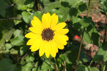 Beauty of Yellow Floowers