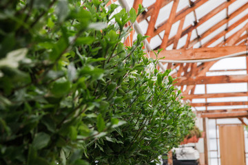 seeding in greenhouse. seeding plants greenhouse. seeding in greenhouse concept. plant seedling in greenhouse. new life