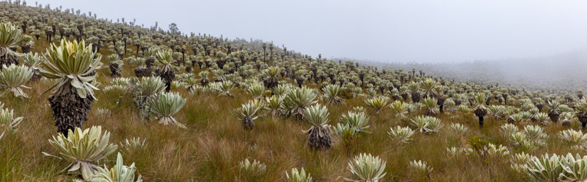 El Angel Ecological Reserve