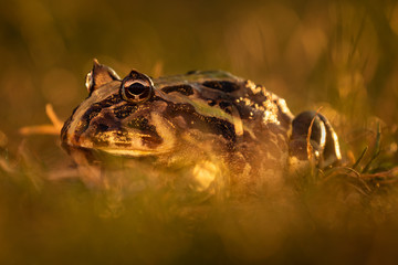 Colorful and warm light photo of exotic frog sitting in grass. Still sitting amphibian, wonderful natural shot.