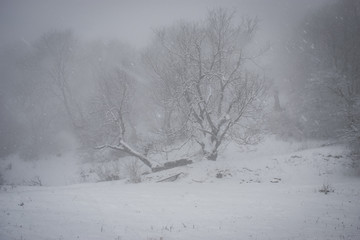 Fototapeta premium winter landscape with trees and snow