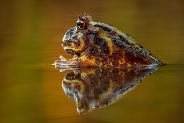 Colorful and warm light photo of exotic frog in water with beautiful reflection on water surface. Still sitting amphibian, wonderful natural shot.