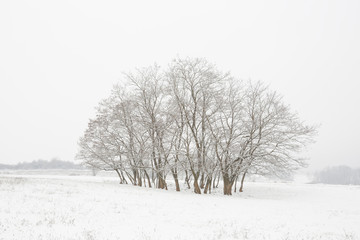Winter landscape wit a snow covered acacia trees.