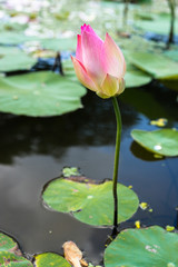 colorful pink lotus bud flowers