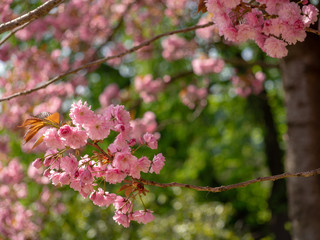 Kirschblüten am Baum bei Tageslicht im Frühling. Selektiver Fokus vor unscharfem Hintergrund.
