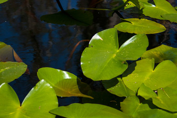 Lily Pads