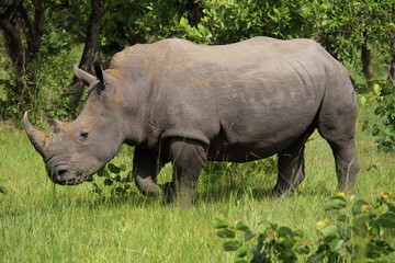 Obraz premium rhinoceros in uganda