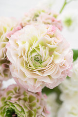 ピンクとグリーンのラナンキュラス