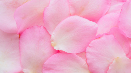 Obraz premium beautiful pink rose petals for Valentines day background top view