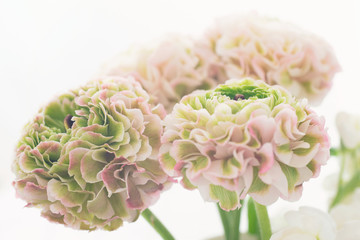 ピンクとグリーンのラナンキュラス