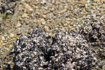 Barnacles on rock - shellfish on the rocks / dry shellfish dead on the ocean beach - barnacles fossil sea animal Rock Barnacle stuck on a rock. It is a sea creature that attaches itself to a rock.