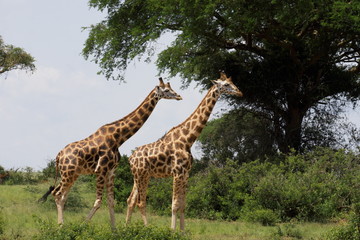 giraffes in uganda