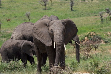 elephant in uganda