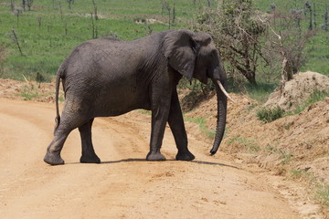 Fototapeta premium elephant in uganda