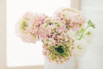 ピンクとグリーンのラナンキュラス