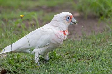 Long-billed Corella in the grass
