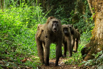 Obraz premium baboons