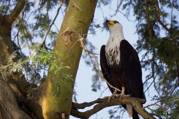 portrait of an eagle