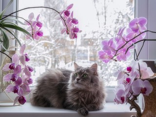Portrait of a beautiful cat on the window surrounded by orchids