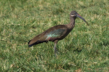 hadeba ibis