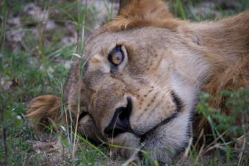 portrait of a lion